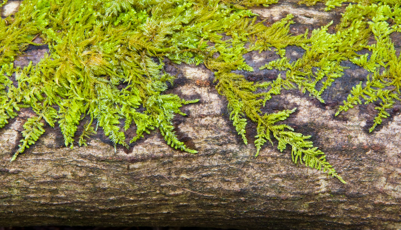 Moss On Fallen Tree